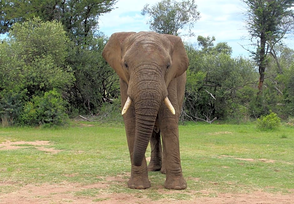 Tamboti Bush Lodge