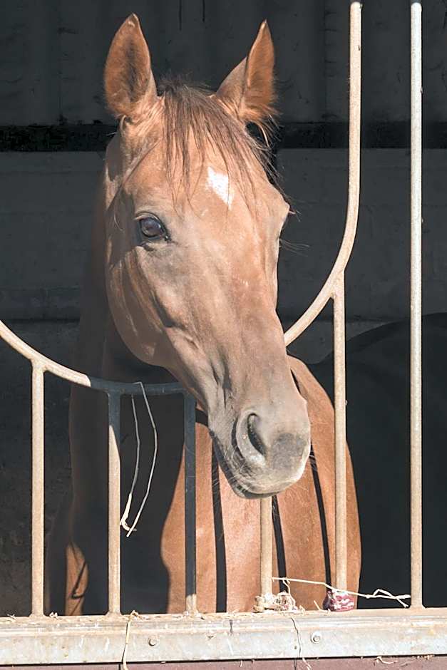 Hotel Restaurant Häsfeld