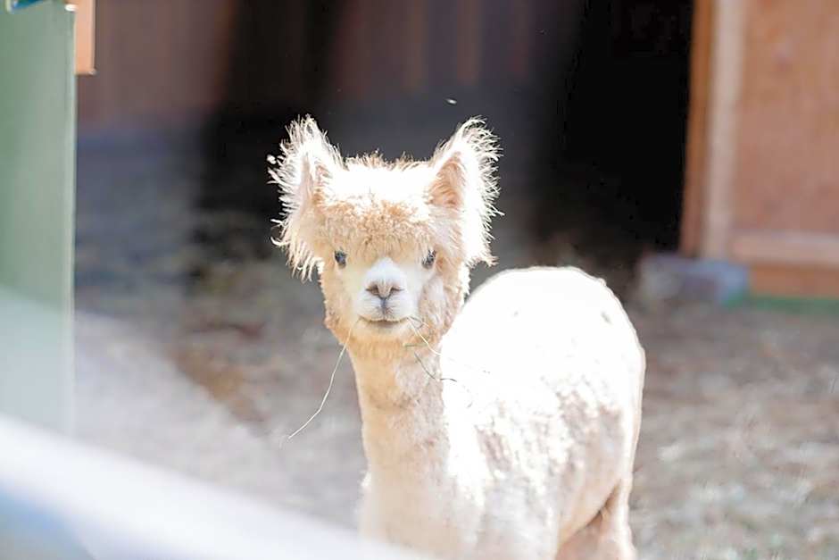 Open Sky Glamping Kawartha Dome