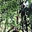 Asim Paris Guesthouse & jungle trekking
