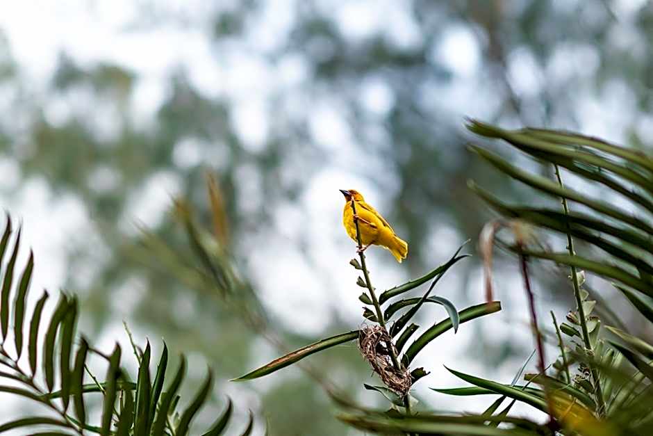Hakuna Majiwe Beach Lodge Zanzibar