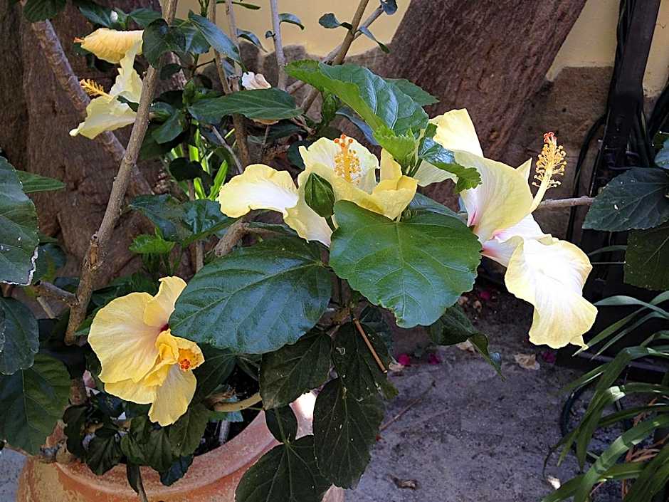 Hôtel A casa di Maria Cicilia