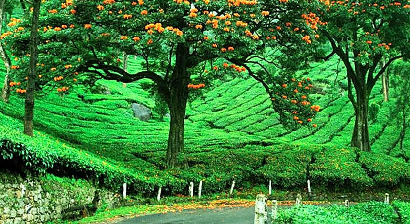 Hotel Grand Plaza Munnar