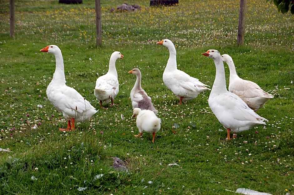 The Little Flock Farm