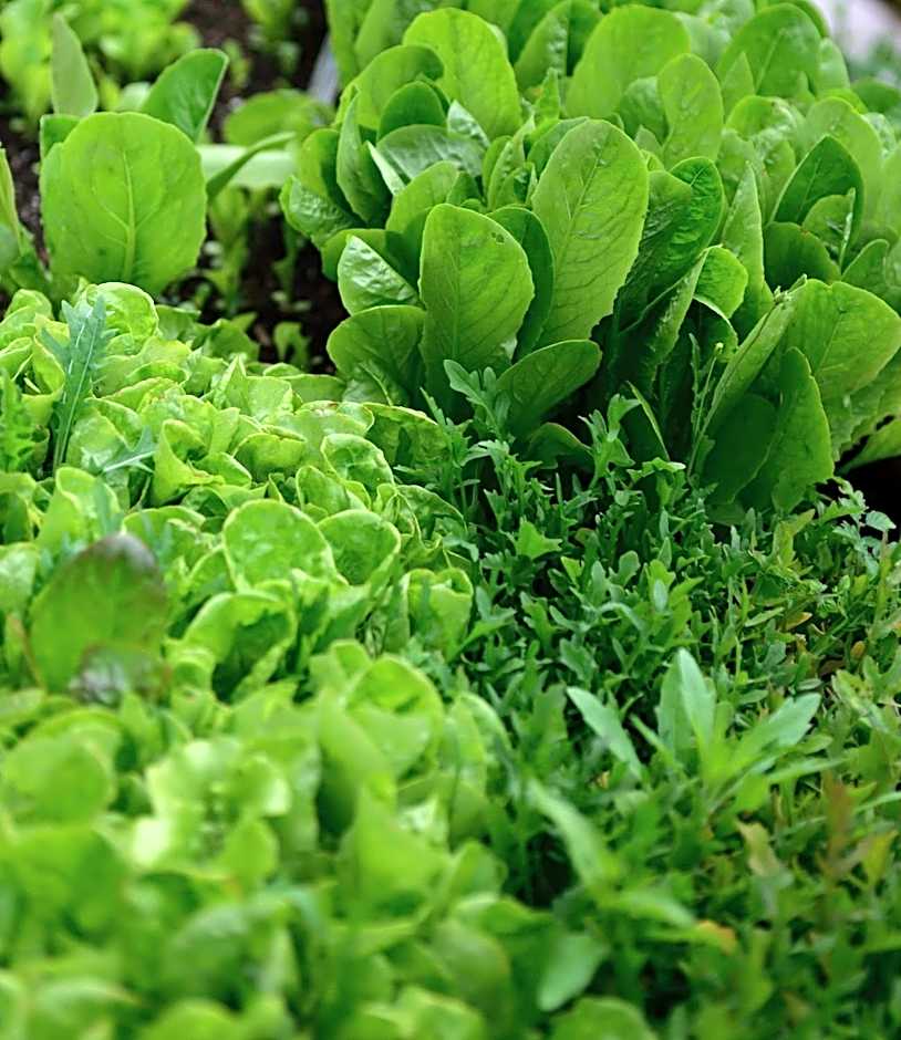 The Rockwell-Harrison Guest Lodge