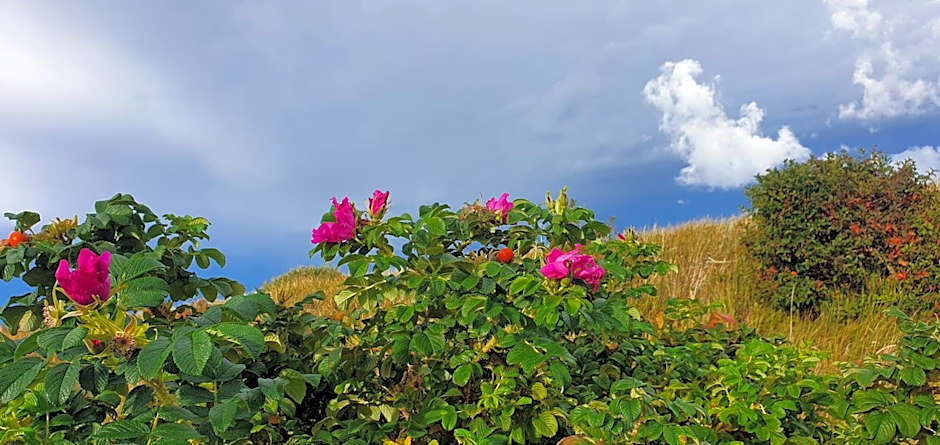 Domki nad morzem - Nevada
