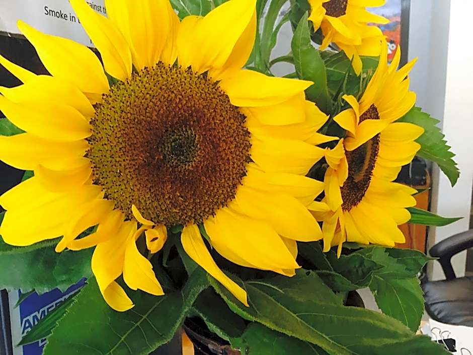 Gin Gin Village Motor Inn Motel QLD