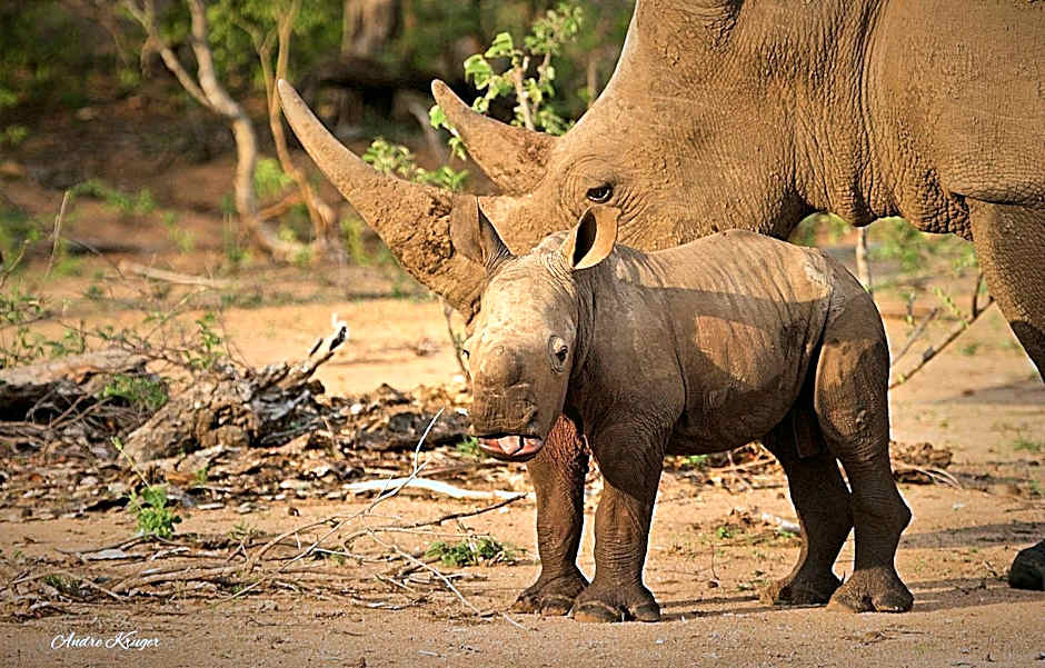 Klaserie Drift Misava