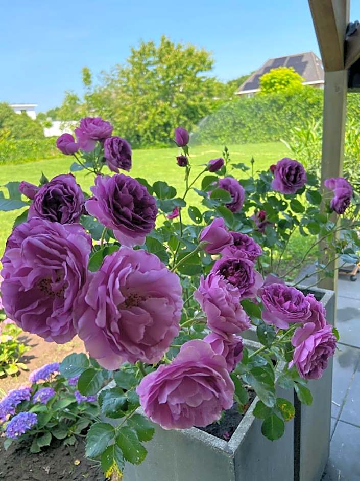 B&B nancy in holland met eigen badkamer , Jacuzzi niet inclusief , independent bathroom jacuzzi not included