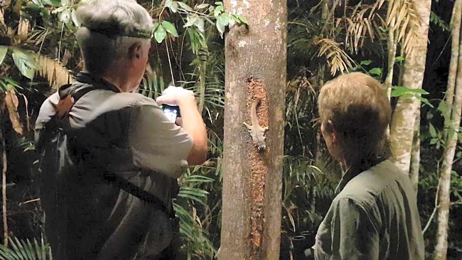 Chambers Wildlife Rainforest Lodges