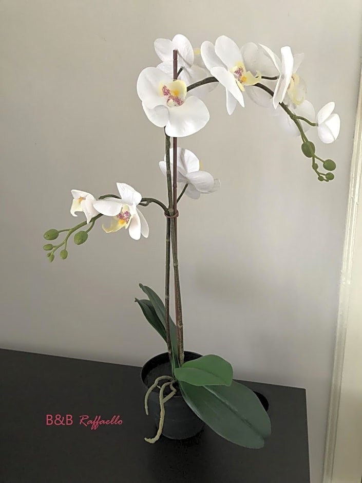 B & B Raffaello
