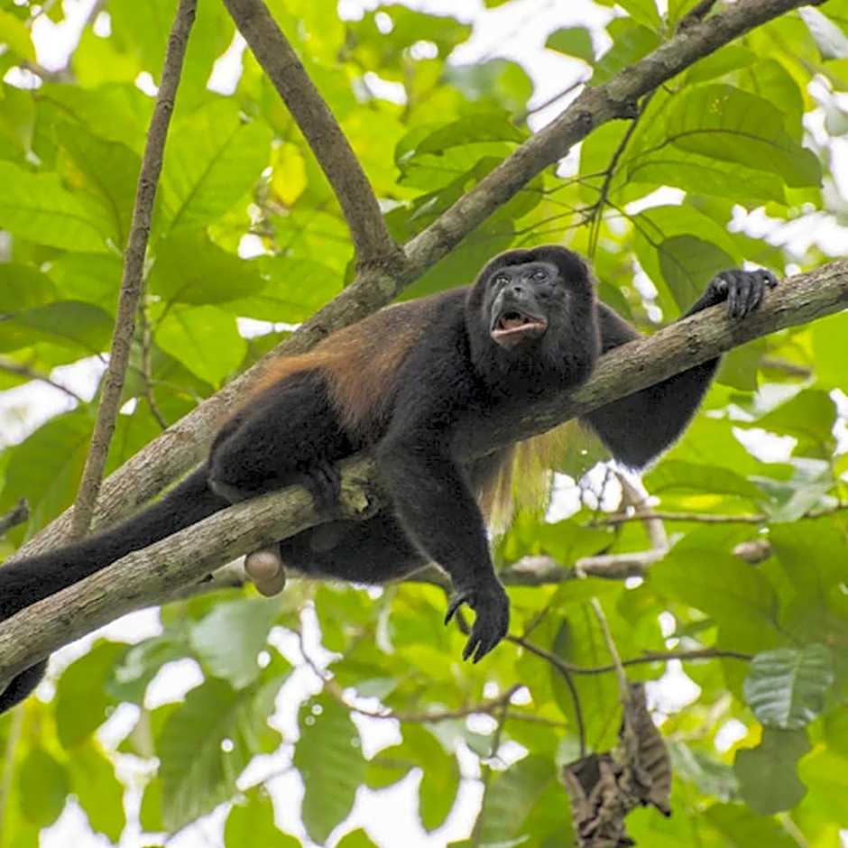 Piedra de Agua Palenque