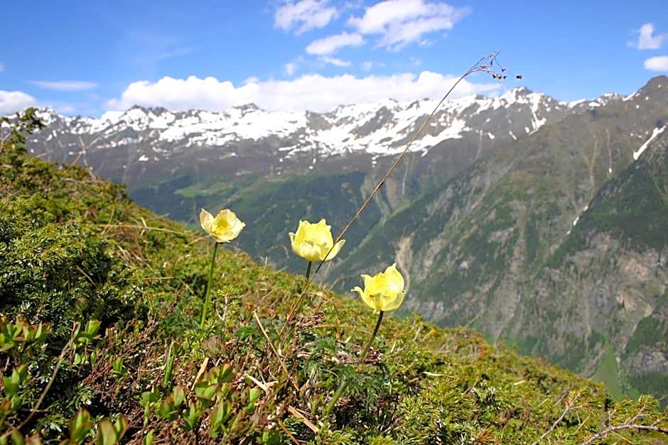 Apart Gletscherblick