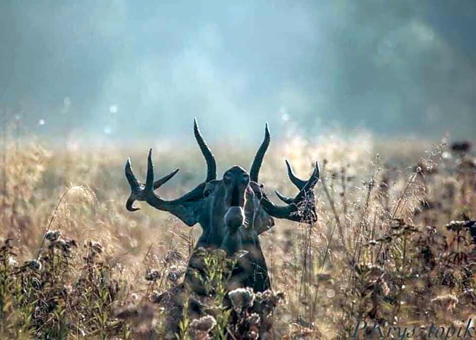 Gościniec Biebrzański