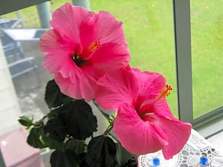 Hibiscus Bed & Breakfast