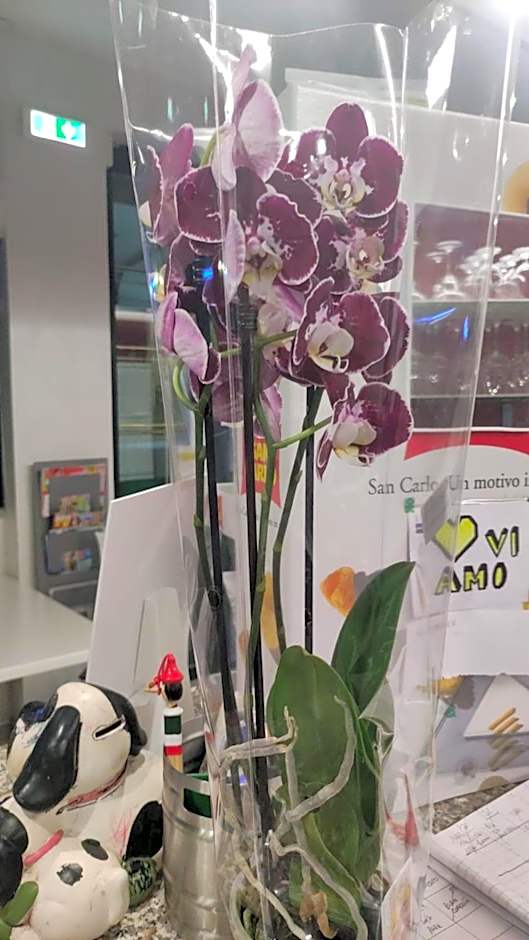 Hotel Orchidea