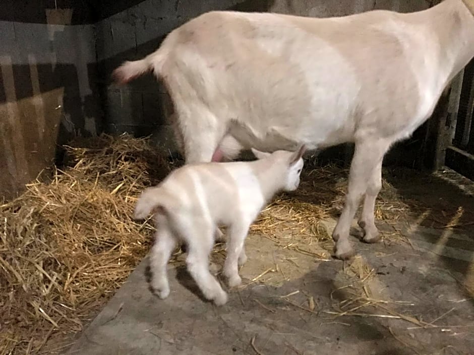 Relais de la poste suite