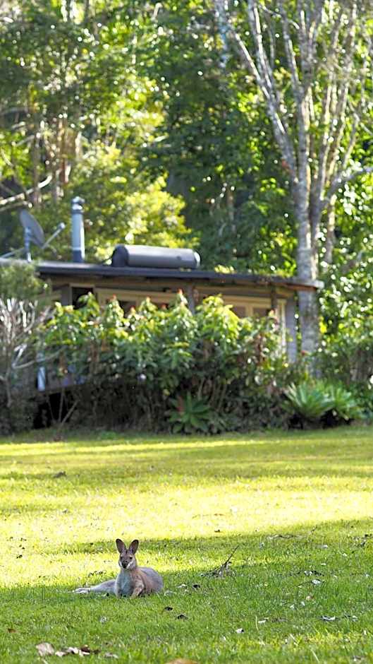 Nightcap Ridge - Byron Bay Hinterland