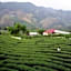 101 Tea Green View