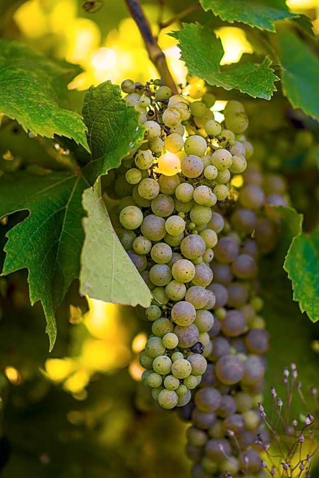 Vandenbeld Wines B&B