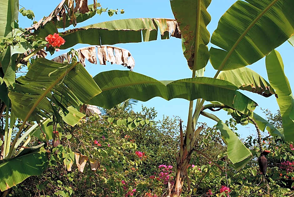 Hotel Laguna Anjuna, Goa