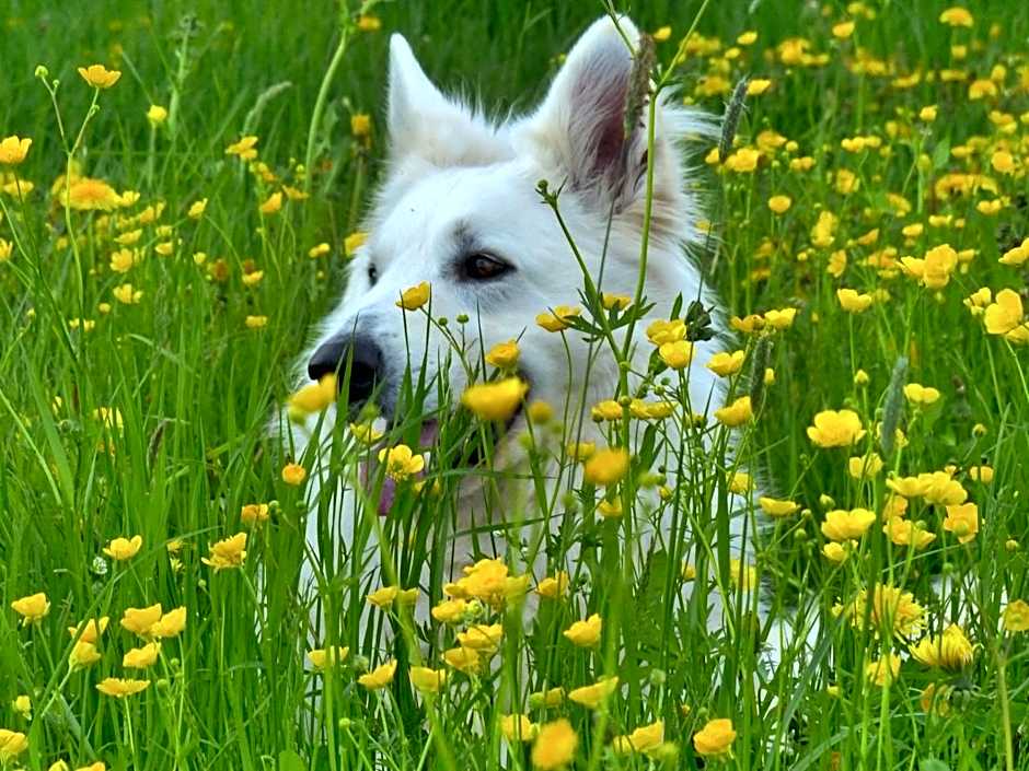 Ringhotel Gasthof Hasen