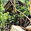 Cairns Rainforest Retreat