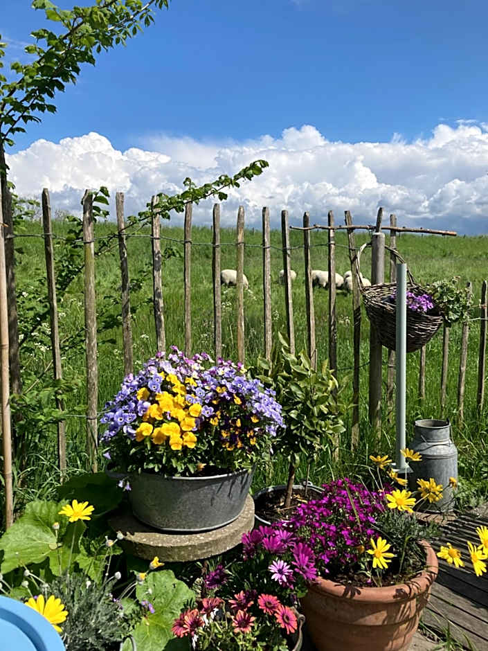 Rosa's zonnige huisje bij duinen bos en strand