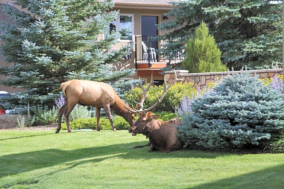 Quality Inn near Rocky Mountain National Park