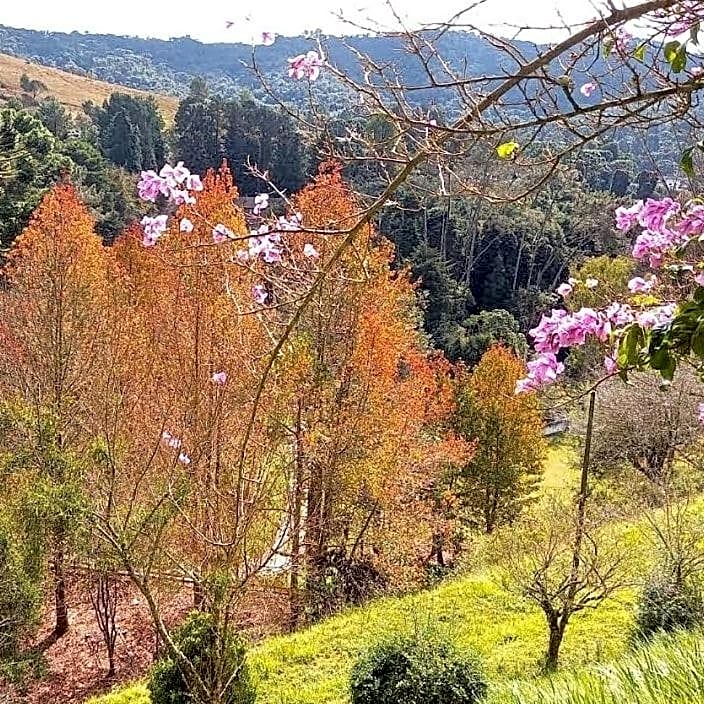 Colônia SAA