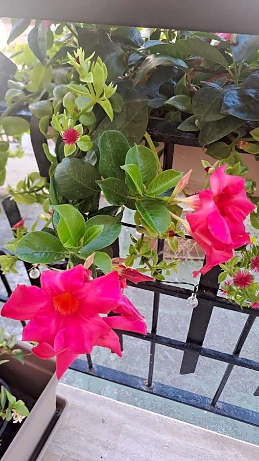 B&B Hortis Tropea