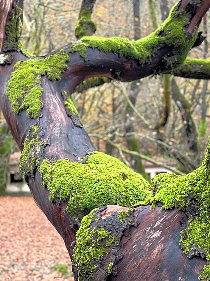 Mountain Hotels "Aroanides"