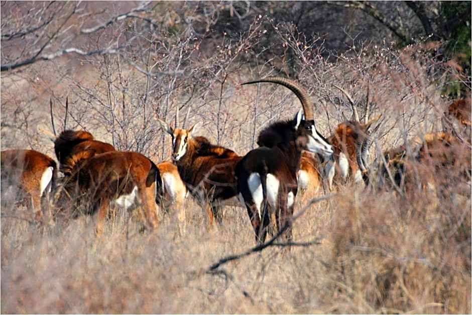 Ditholo Game Lodge Bela Bela