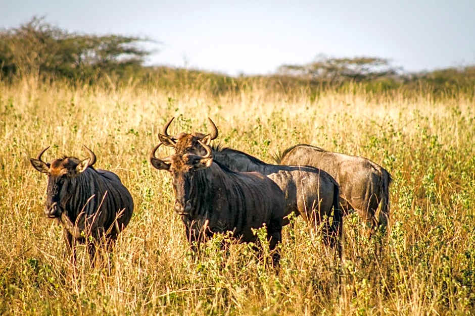 Mpeti Lodge
