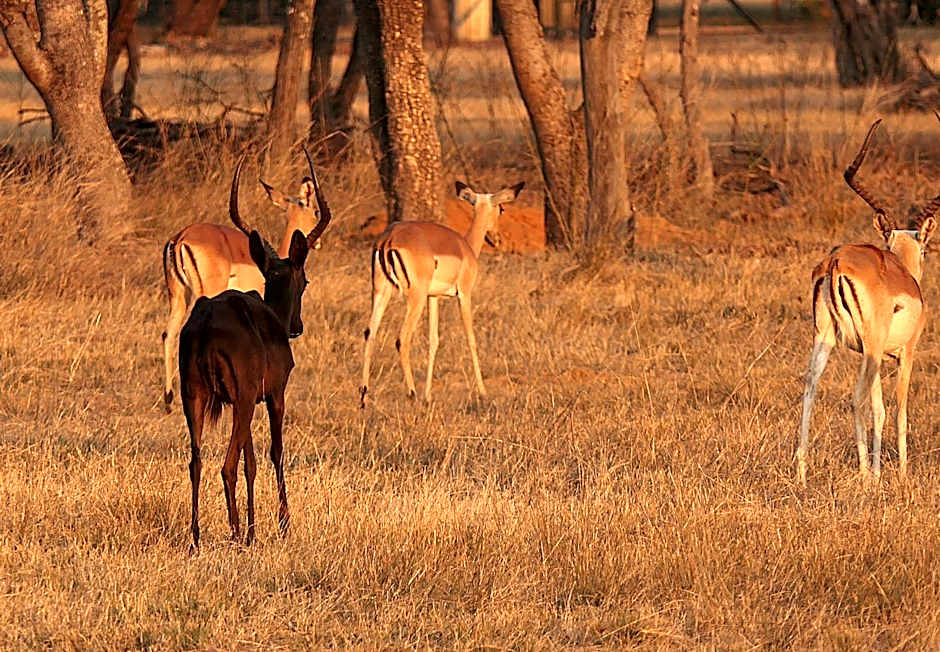 Kigeni Safari Lodge & Spa