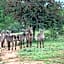 Limpokwena Nature Reserve