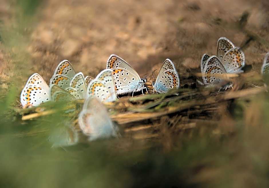 Cseri Kastélyszálló