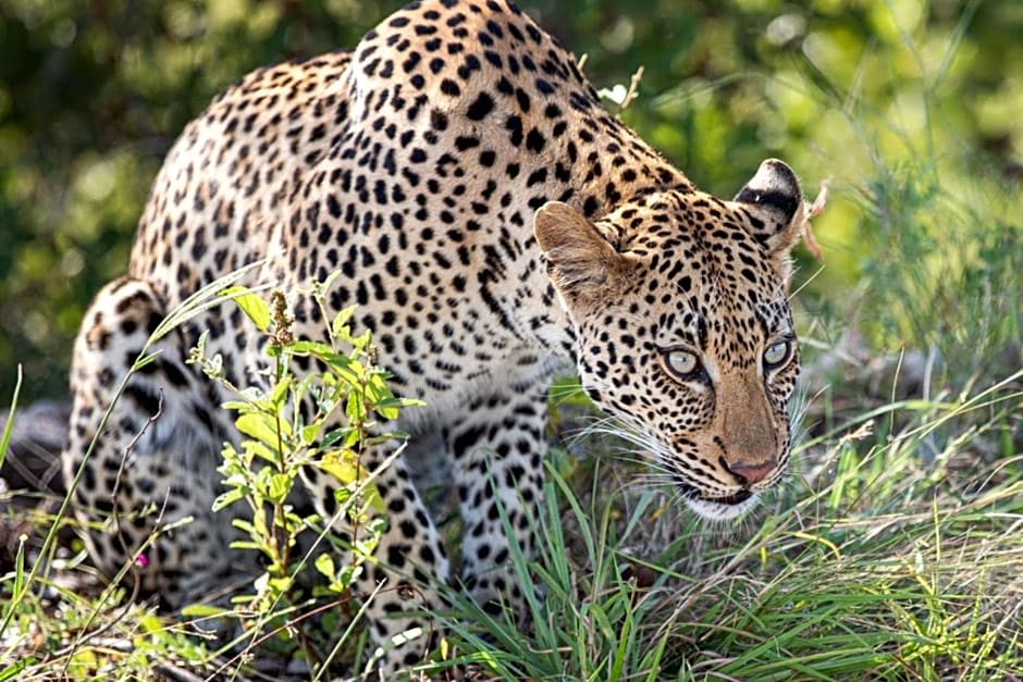 Leopard Sands, Kruger Park