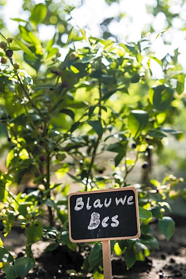 les Cabanes d'Ostende