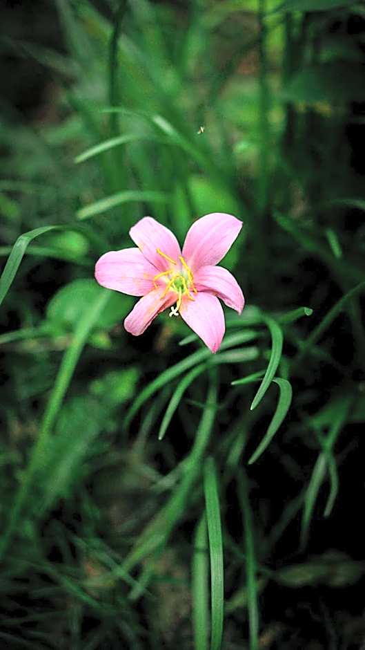 Hotel Mountain View - Lakeside Pokhara