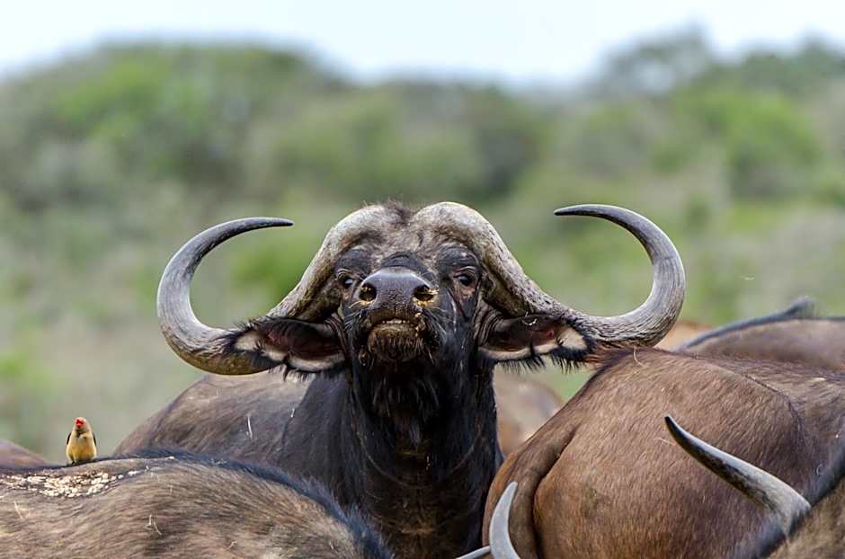 Kwandwe Private Game Reserve - Fort House