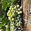 Wine Country Inn