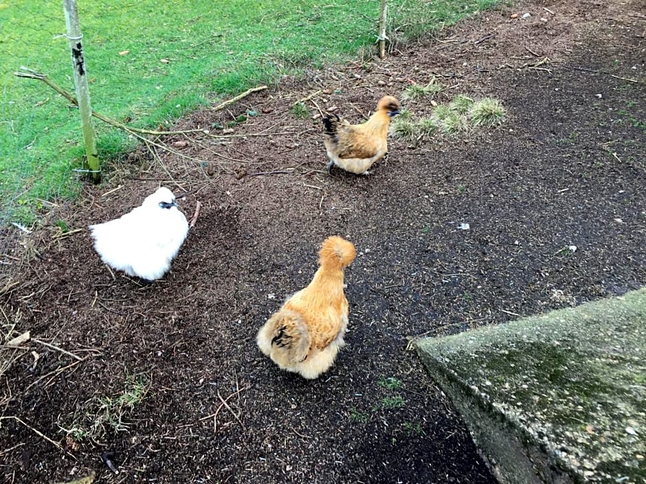 The Sheiling B&B - NC 500