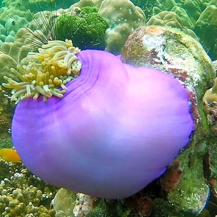 DAYA Beach, Lipe local