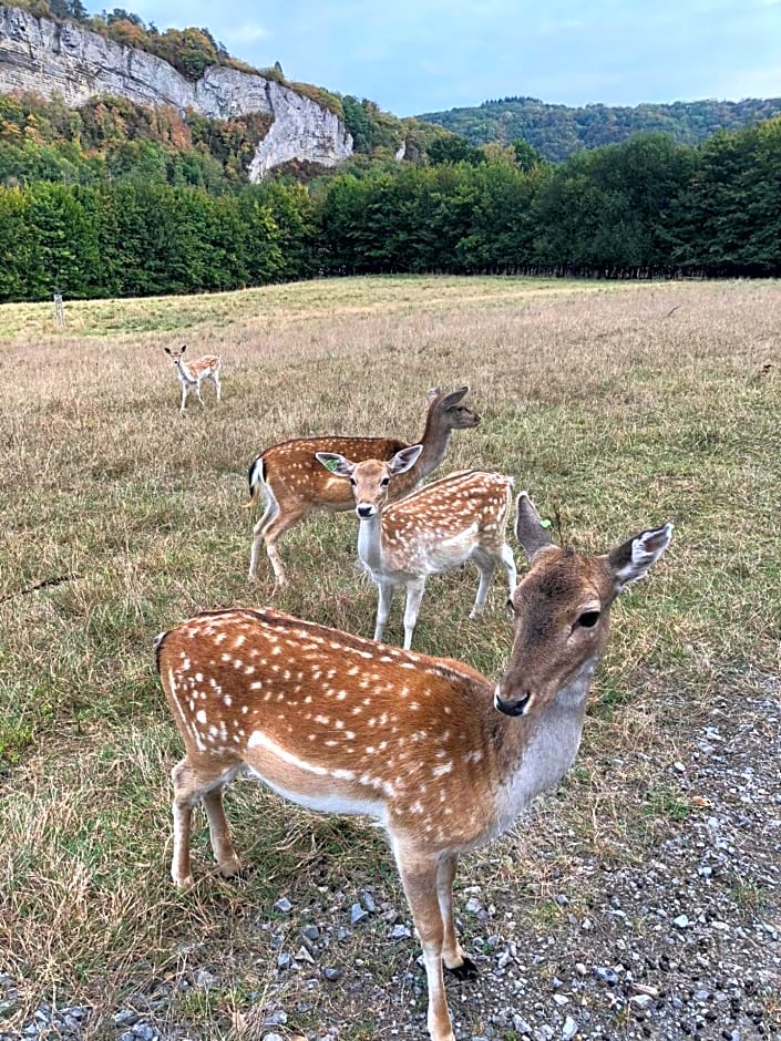 Le Val des Cerfs - Het Hertendal