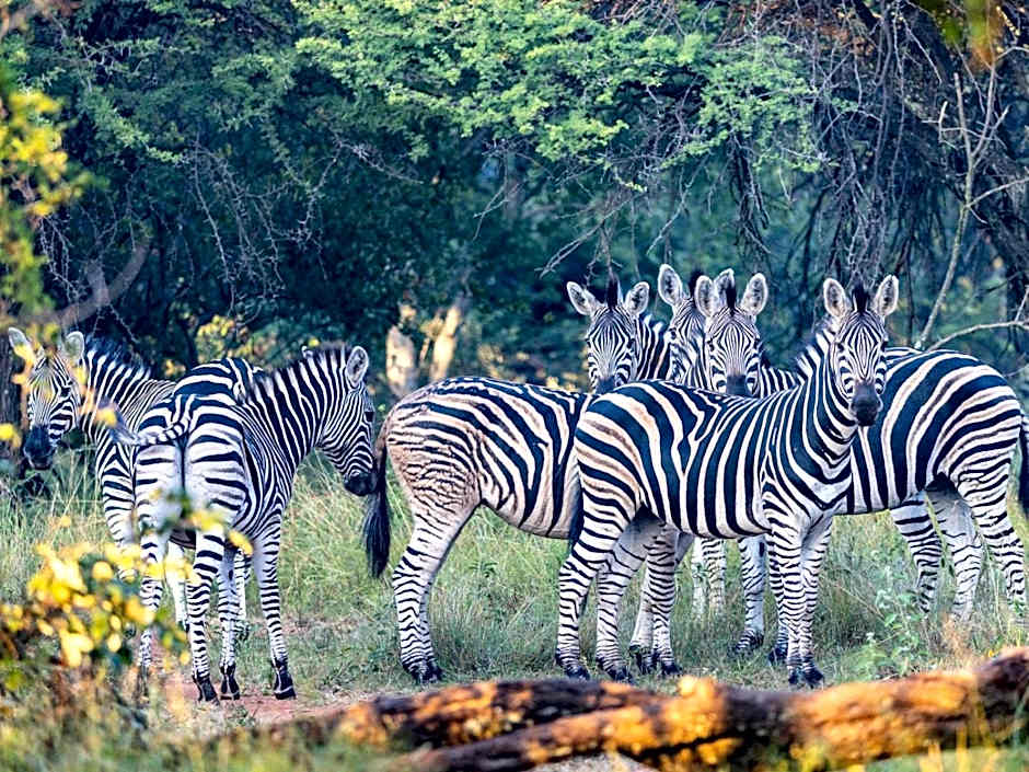 Sable Ranch Bush Lodge