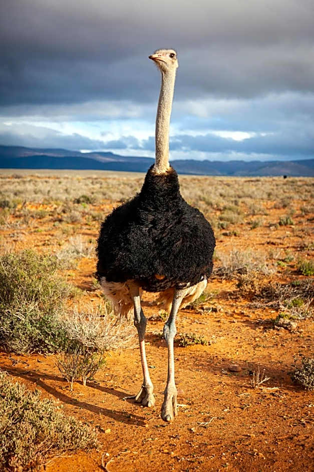 Inverdoorn Game Reserve Lodge