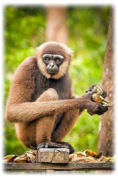 Rimba Orangutan Eco Lodge