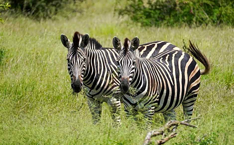 Baluleni Safari Lodge