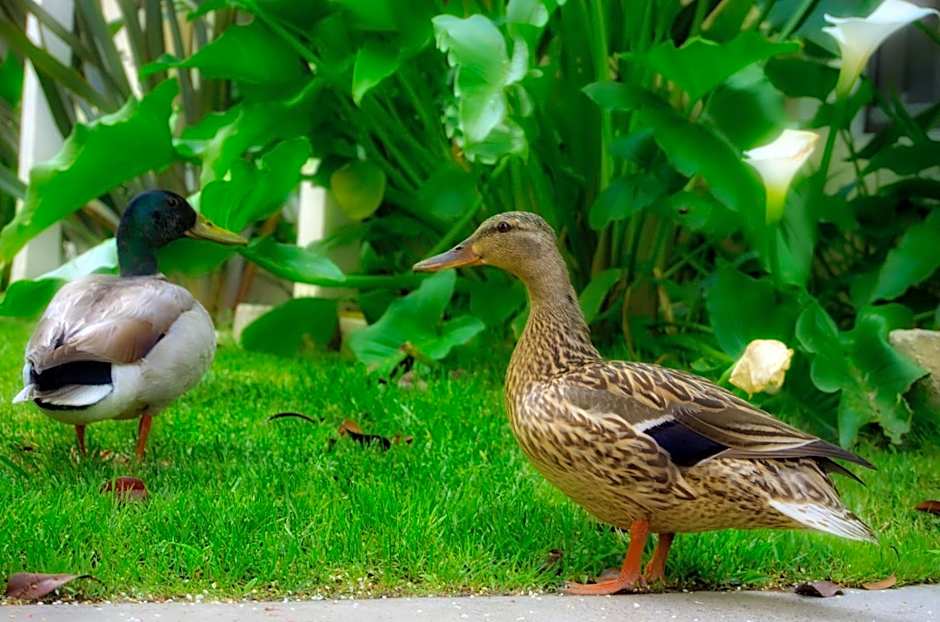 Chase Suites Hotel In Newark